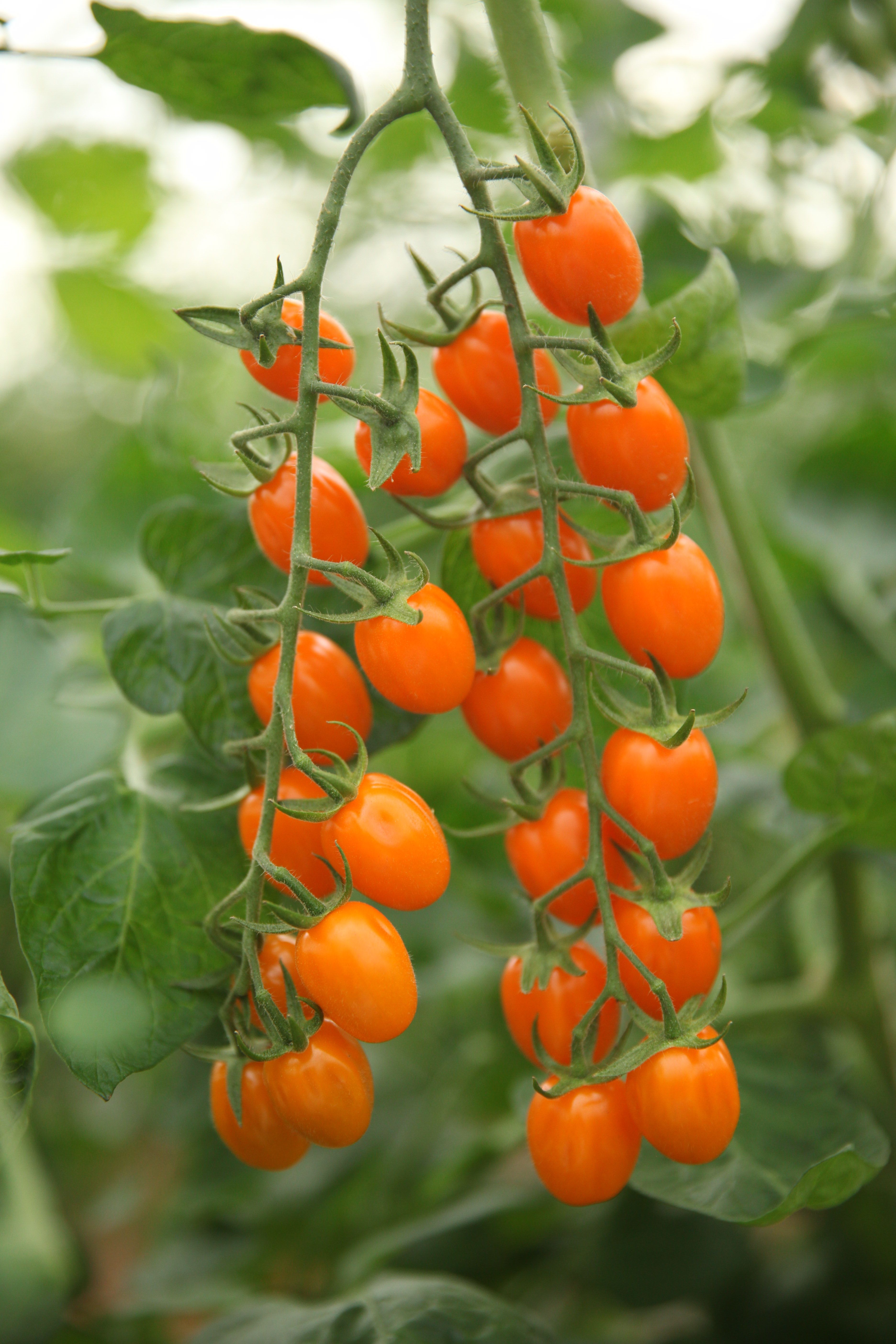 Kumato - Variety Tomates especialidades | Syngenta