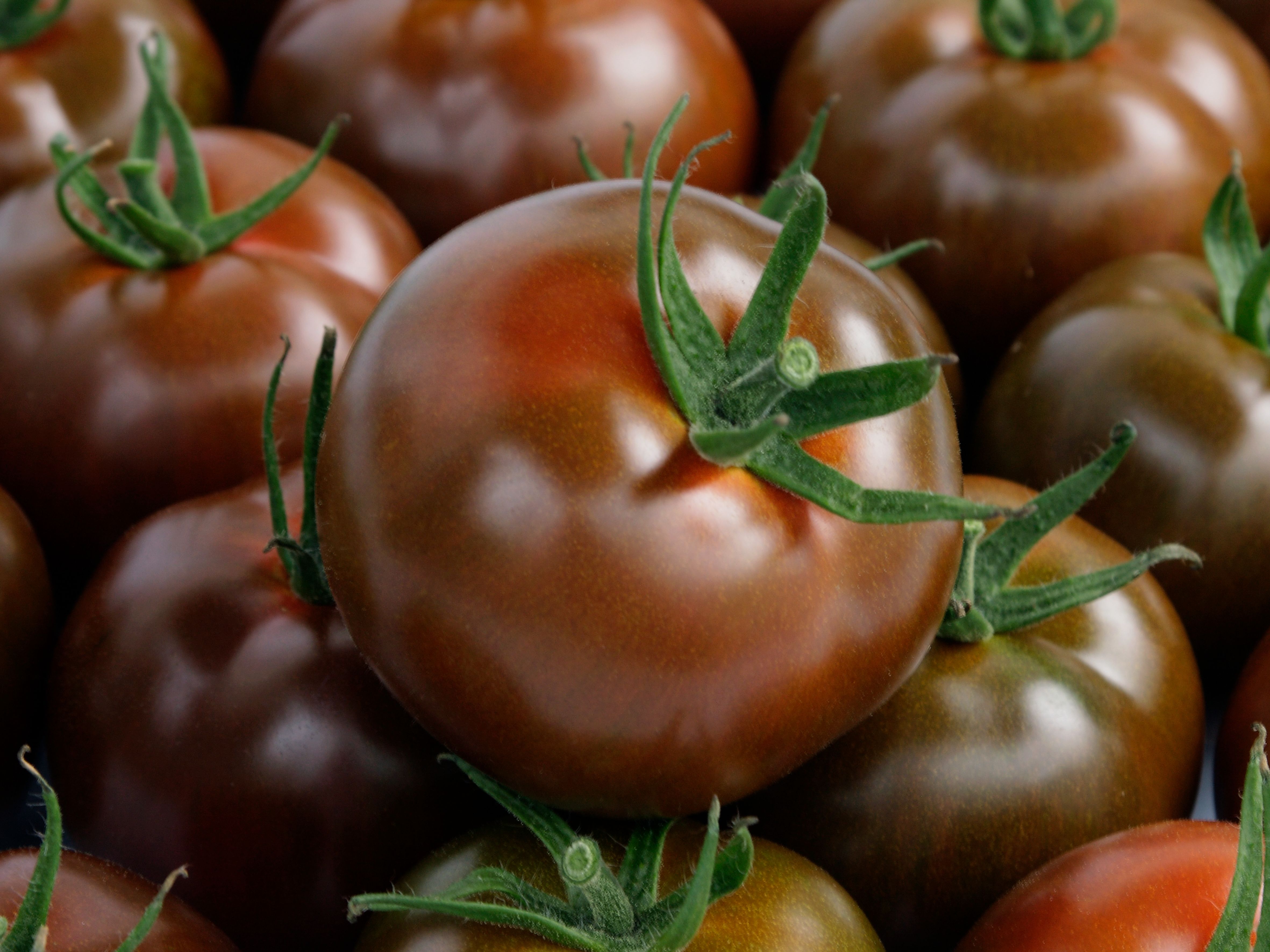 tamatoページ Kumato - Variety Tomates especialidades | Syngenta