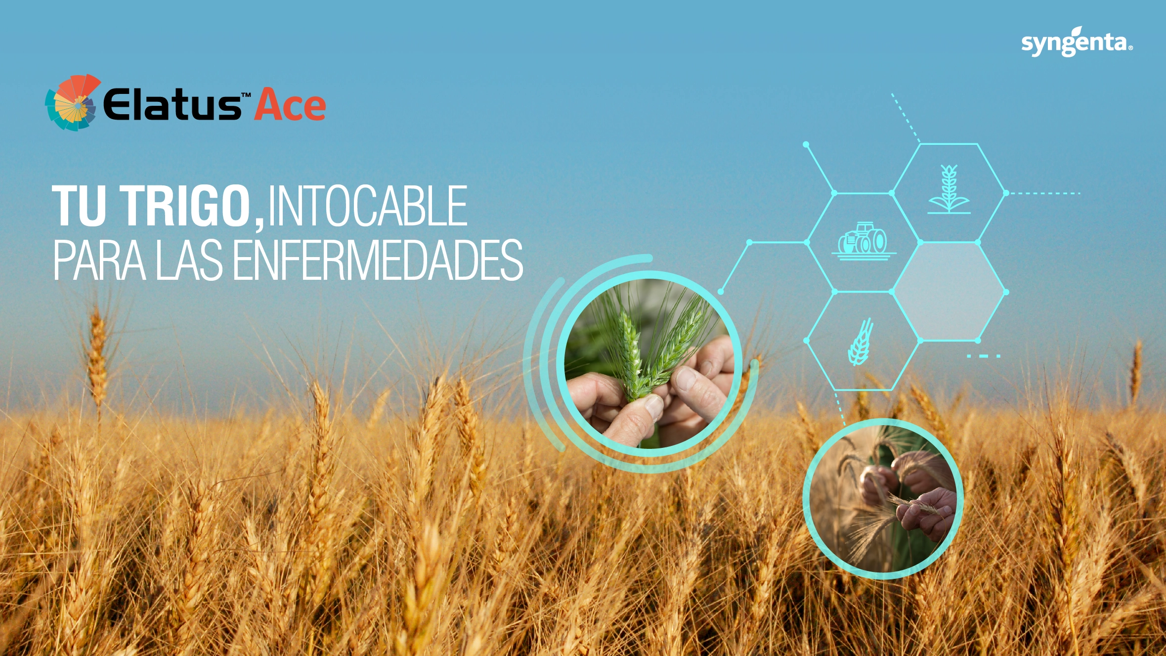 Elatus® Ace — protección para trigo