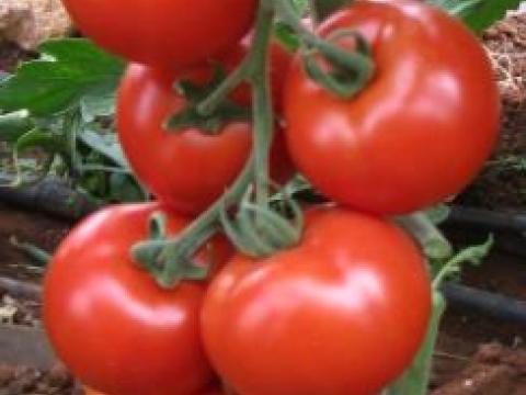 Comodo, Tomate