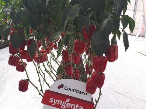 Confidaro, Pimiento