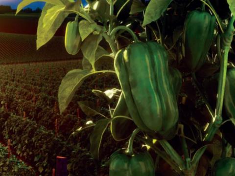 Dallyla, Pimiento