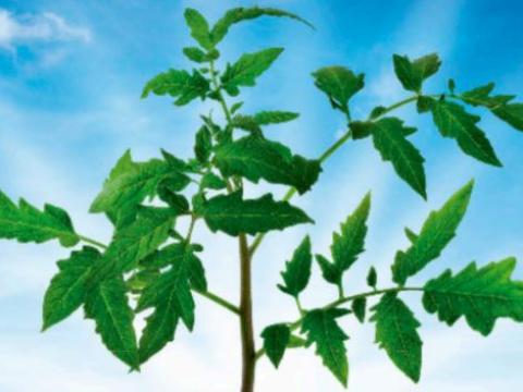 Kardia, Portainjerto Tomate