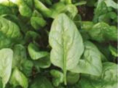 Pungi, Espinaca