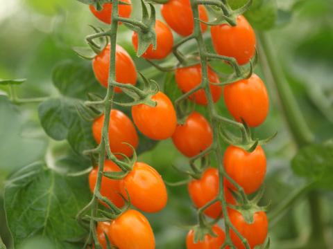 Bambelo, Tomates especialidades