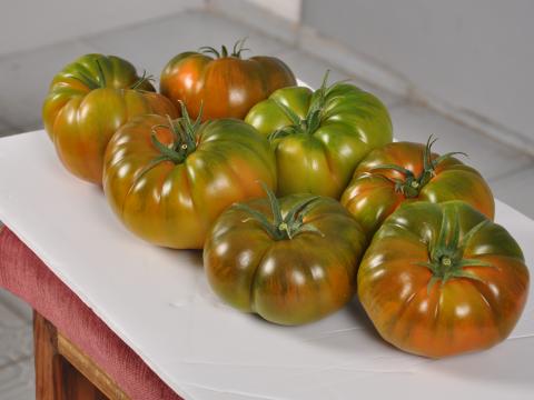 Dumas, Tomates especialidades