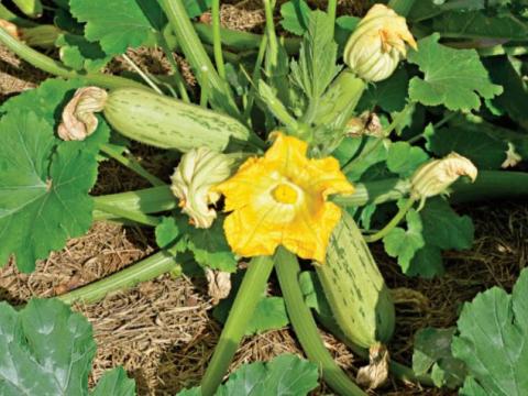 Florinda, Zucchini