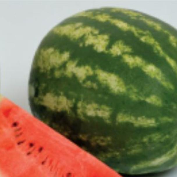 Baraka, Sandia