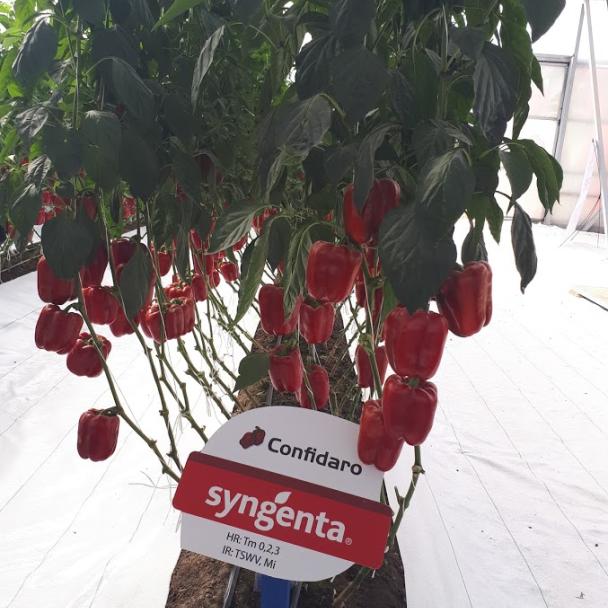 Confidaro, Pimiento