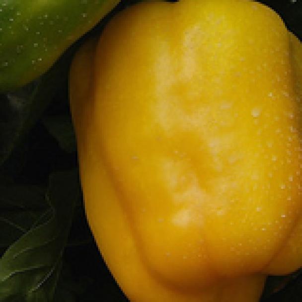 Eppo, Pimiento
