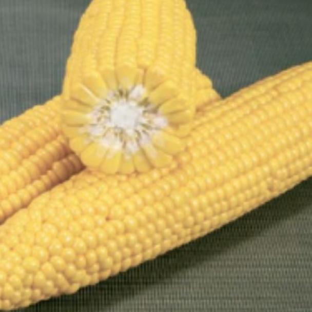 GSS3951, Maíz Choclo