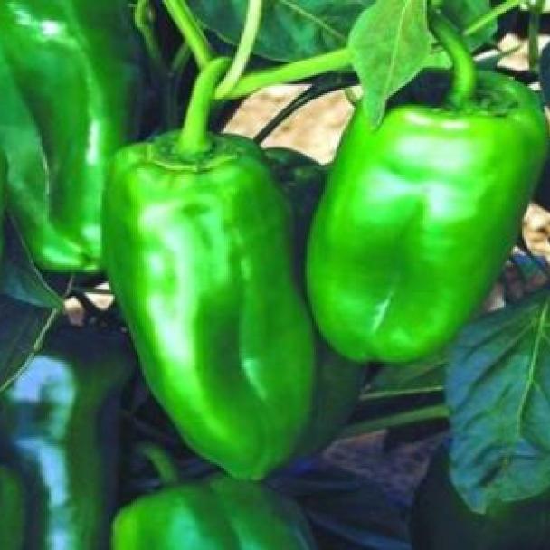 Nathalie, Pimiento