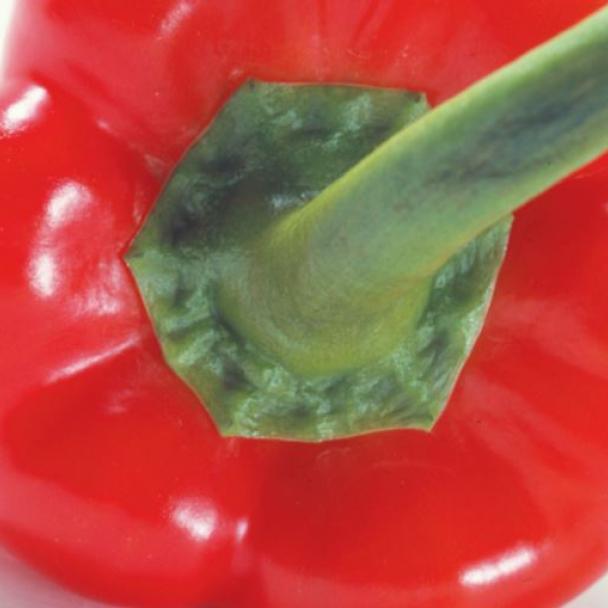 Troyano, Pimiento
