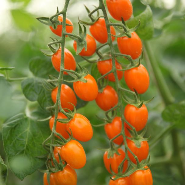 Bambelo, Tomates especialidades