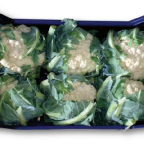 Bonny, Coliflor
