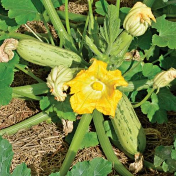 Florinda, Zucchini