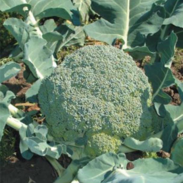 Montop, Brocoli