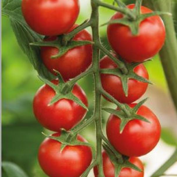 Nebula, Tomates especialidades