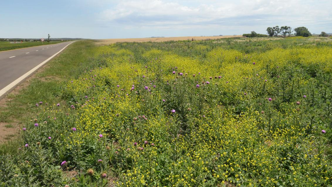 Syngenta