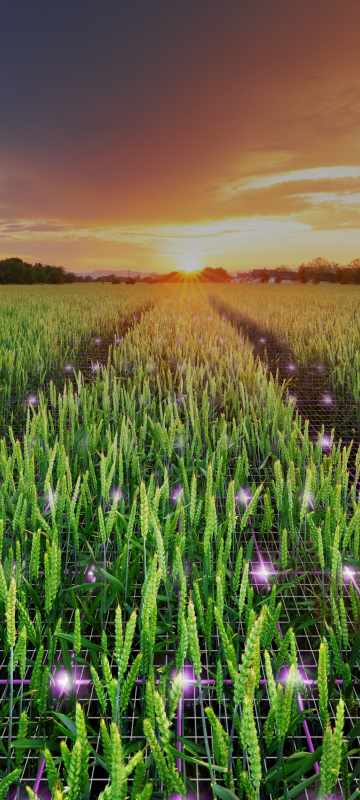 Syngenta