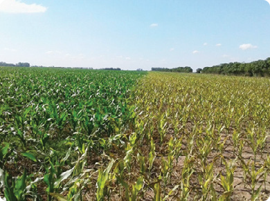 Syngenta